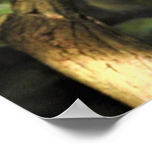 Veiled Chameleon Poster (Hoek)