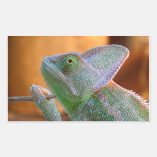 Veiled Chameleon Rechthoekige Sticker (Voorkant)