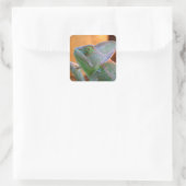 Veiled Chameleon Vierkante Sticker (Tas)