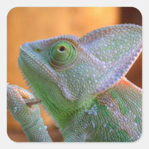 Veiled Chameleon Vierkante Sticker