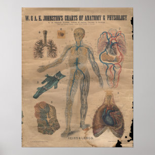  - veinen circulatoire anatomie Grafiek 1906 Poster