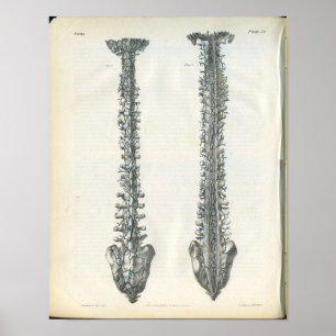 Veinen van de anatomiedruk van de wervelkolom poster