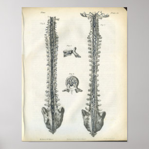 Veinen van de anatomiedruk van de wervelkolom poster