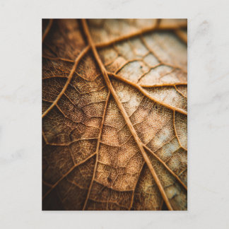 Veins of Autumn Briefkaart