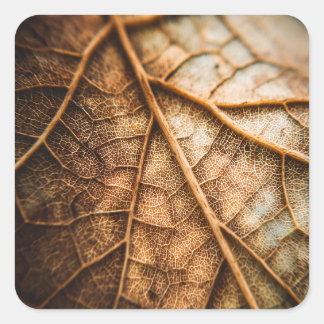 Veins of Autumn Vierkante Sticker