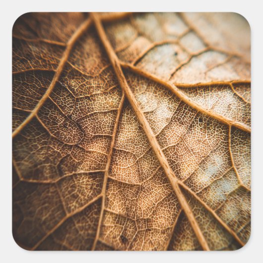 Veins of Autumn Vierkante Sticker (Voorkant)