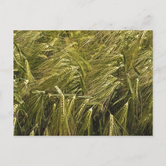 Veld Briefkaart (Voorkant)