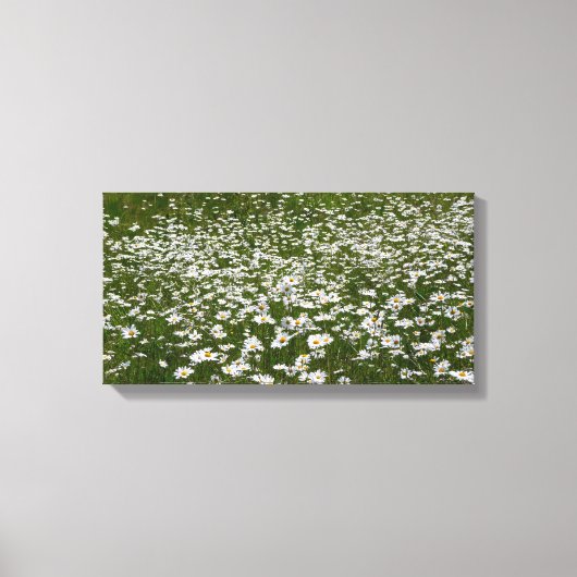 Veld Daisies Alaskan Wildflower Canvas Afdruk (Voorkant)