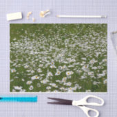 Veld Daisies Alaskan Wildflower Tissuepapier (Craft)