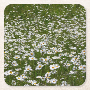 Veld Daisies Alaskan Wildflower Vierkante Kartonnen Onderzetter