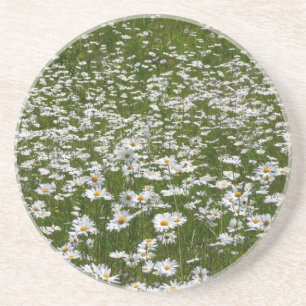 Veld Daisies Alaskan Wildflower Zandsteen Onderzetter