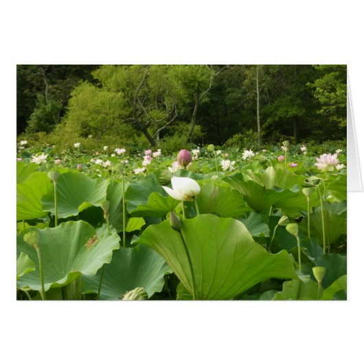 Veld Lotus Flowers Summer Garden (Voorkant Horizontaal)