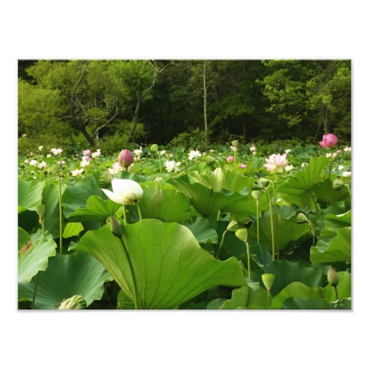 Veld Lotus Flowers Summer Garden Foto Afdruk (Voorkant)