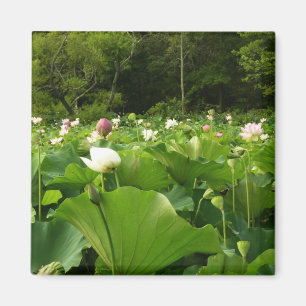 Veld Lotus Flowers Summer Garden Magneet