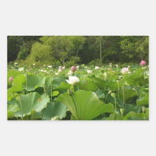 Veld Lotus Flowers Summer Garden Rechthoekige Sticker