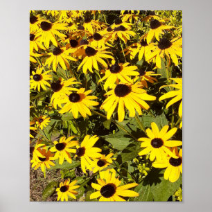 Veld met gele wilde bloemen  poster