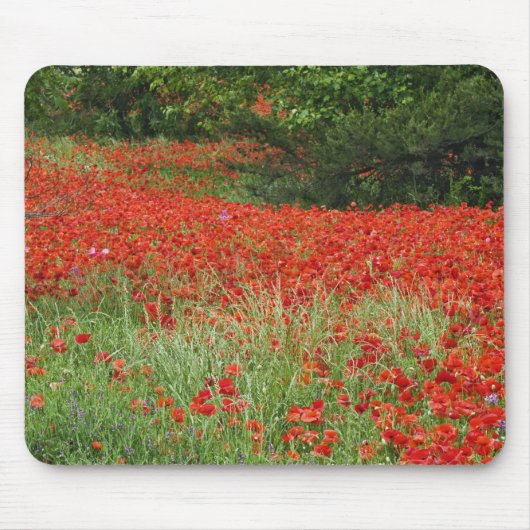 Veld met hybride papaverbloemen aangeplant langs muismat (Voorkant)