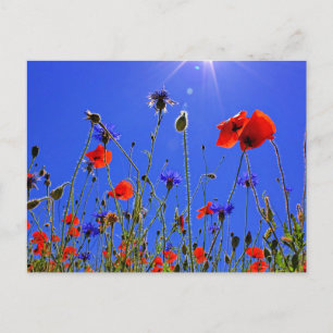 Veld met klaprozen en blauwe korenbloemen briefkaart