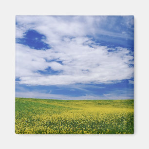 Veld met koolzaat- of mosterd bloemen, Palouse Magneet