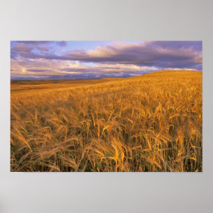 Veld met rijpende gerst langs de Rocky Poster