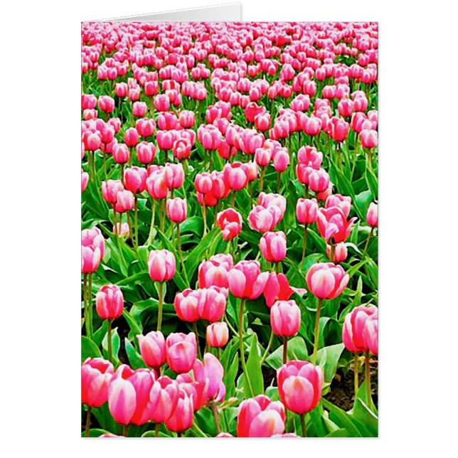 Veld met roze tulpen (Voorkant)