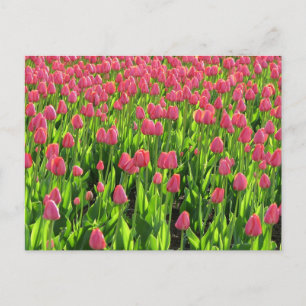 Veld met roze tulpen briefkaart