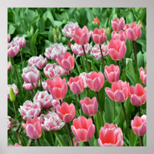 Veld met roze tulpen poster