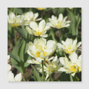Veld met witte tulpen Foto