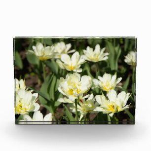Veld met witte tulpen Foto