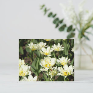 Veld met witte tulpen Foto Briefkaart