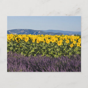 Veld met zonnebloemen en lavendelbloemen, briefkaart