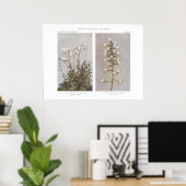 Veld of beemdskikweed - Cerastium arvense Poster (Thuiskantoor)