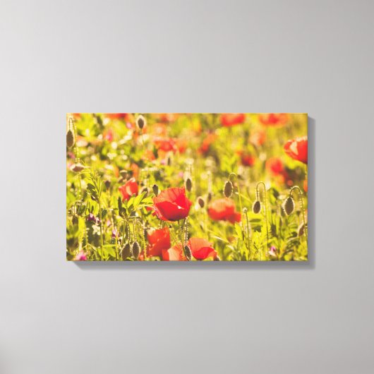 Veld papaver canvas afdruk (Voorkant)