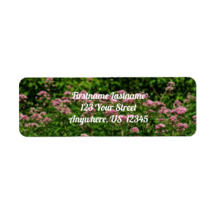 Veld Sweet Joe Pye Weed Flowers Orton Adres Etiket