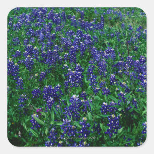 Veld Texas Bluebonnets Vierkante Sticker