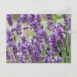 Veld van de Paarse lavender Flowers Briefkaart
