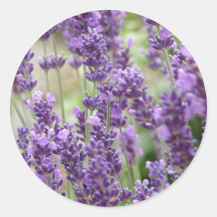 Veld van de Paarse lavender Flowers Ronde Sticker