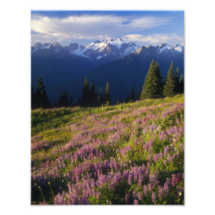veld van lupine, Mt. Olympus, en wolken bij Foto Afdruk