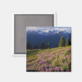 veld van lupine, Mt. Olympus, en wolken bij Magneet (Voorkant / Achterkant)