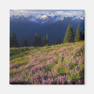veld van lupine, Mt. Olympus, en wolken bij Magneet
