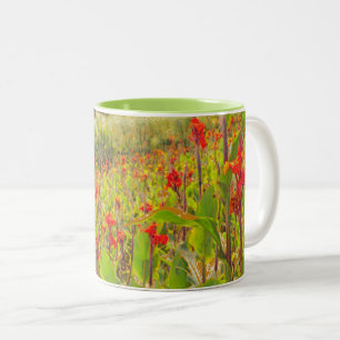 VELD VAN RODE CANNA BLOEMEN (FOTO) TWEEKLEURIGE KOFFIEMOK