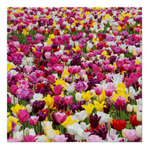 Veld vol tulpen perfect poster