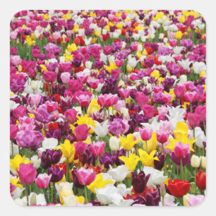 Veld vol tulpen vierkante sticker
