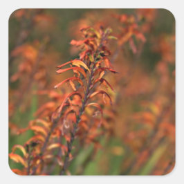 Velden van Oranje Agave Vierkante Sticker