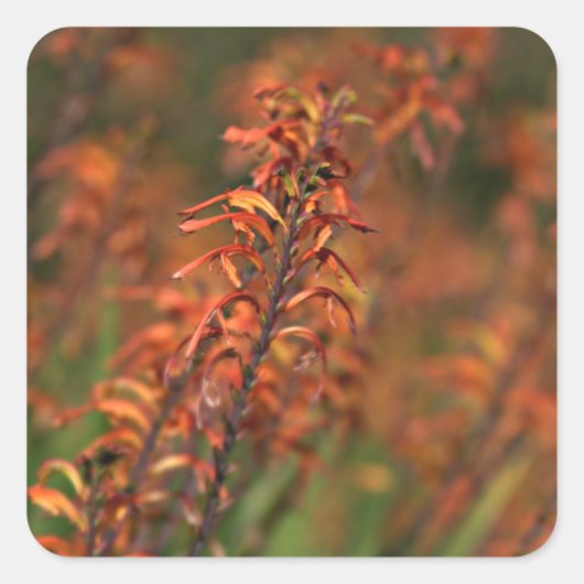 Velden van Oranje Agave Vierkante Sticker (Voorkant)