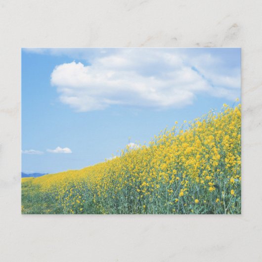 Veldmosterd Briefkaart (Voorkant)