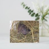 Veldmuis Briefkaart. Briefkaart (Staand voorkant)