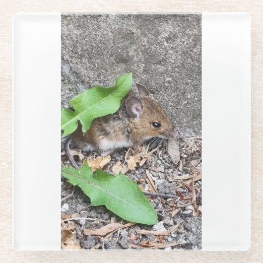 veldmuizencoaster glazen onderzetter (Voorkant)