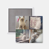 Vele gezichten van een Ragdoll Cat Magneet (Voorkant / Achterkant)