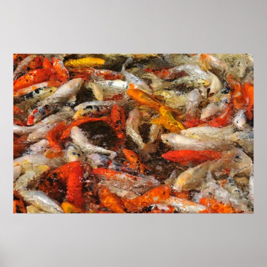 Vele koi carp multicolor poster (Voorkant)